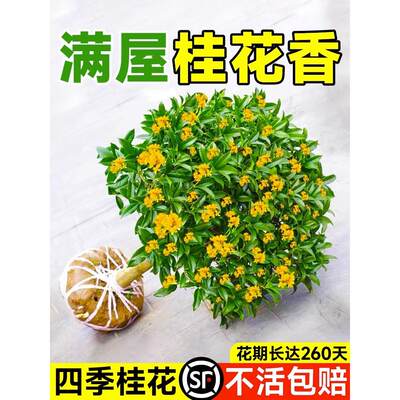 八月桂花树苗四季桂室内阳台盆栽金桂花苗室外庭院可食用花卉绿植