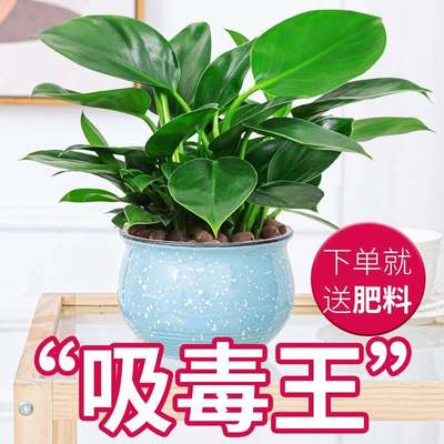 大叶绿公主金钻盆栽招财植物办公室内花卉四季常青吸甲醛好养绿植