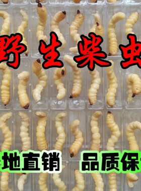 柴虫活虫鸟食斗鸟比赛提性松树虫天牛幼虫斗米虫大头小头柴虫鸟虫