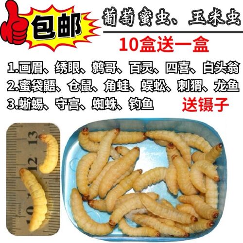 鸟虫子小虫玉米虫活虫葡萄蜜虫大蜡螟幼虫钓饵鱼饵幼棉虫宠物口粮