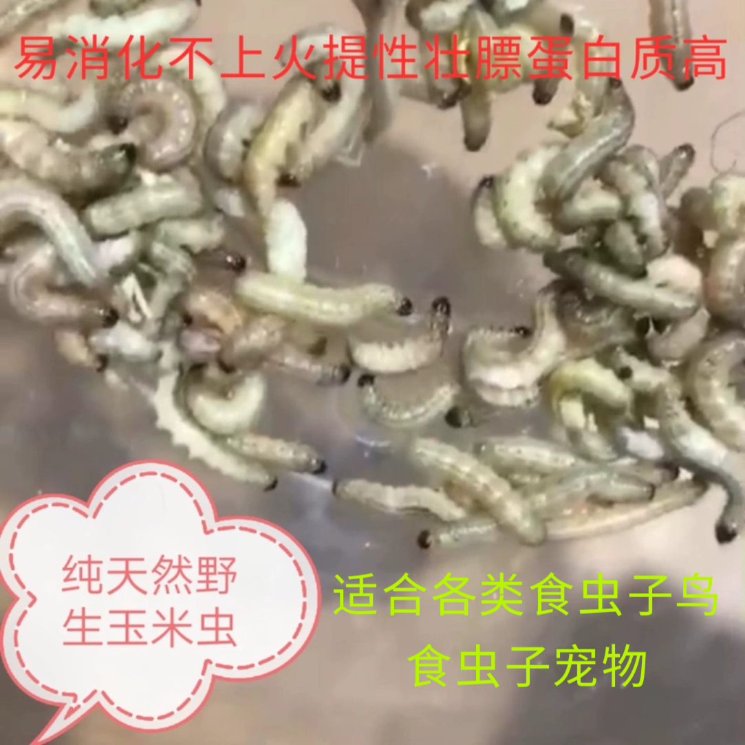 玉米虫野生鸟虫子小虫葡萄蜜虫活虫大蜡螟幼虫百喂八鸟饵麦子麻根