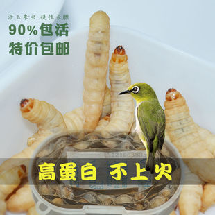 葡萄蜜虫活体大蜡螟钓鱼饵鸟粮蜥蜴守宫龟蜜袋鼯仓鼠零食玉米虫