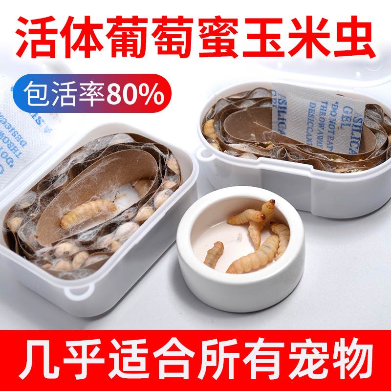 葡萄蜜玉米虫活体蜜虫小号葡萄密虫大蜡螟幼钓饵鱼饵鸟虫仓鼠刺猬