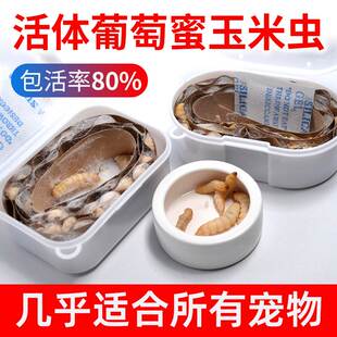 葡萄蜜玉米虫活体蜜虫小号葡萄密虫大蜡螟幼钓饵鱼饵鸟虫仓鼠刺猬