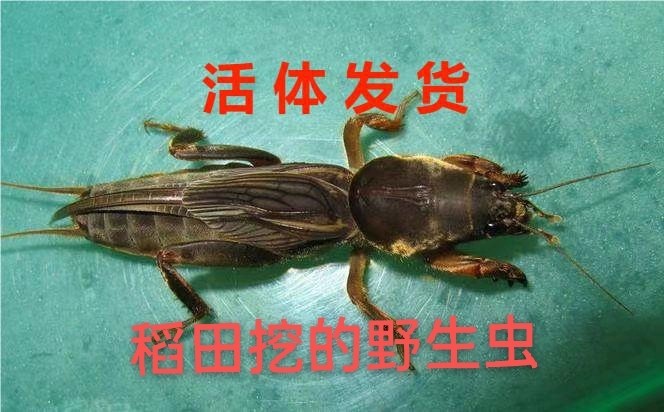 活体虫野外采集蝼蛄虫土狗虫土狗仔画眉鸟食钓鱼虫梧鼠蝼蝈天蝼虫
