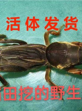 活体虫野外采集蝼蛄虫土狗虫土狗仔画眉鸟食钓鱼虫梧鼠蝼蝈天蝼虫