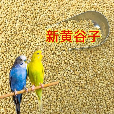 新黄谷子带壳小米虎皮牡丹玄凤中小型鹦鹉鸟粮鸟食五色黍子鸟饲料