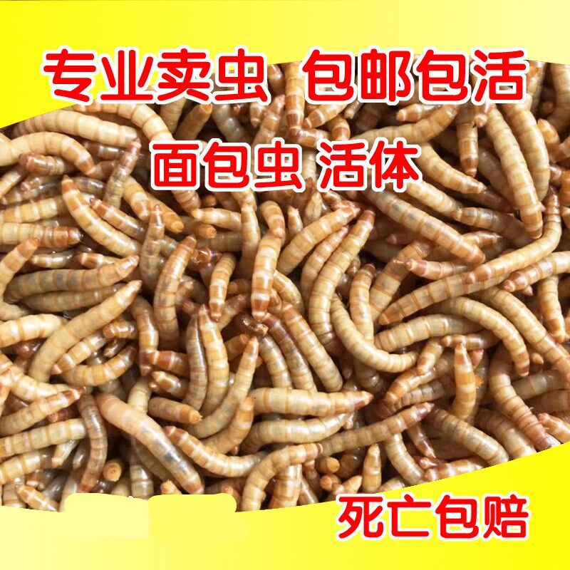 面包虫麸皮虫活虫大麦虫饲料饵料活体鸡鸭黄粉虫钓鱼鸟食石蛙乌龟