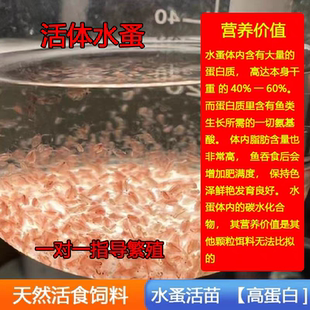 水蚤活苗青蹦蹦虫水蛛河虫鱼饲料鱼食鱼苗开口料草履虫洄水虱繁殖