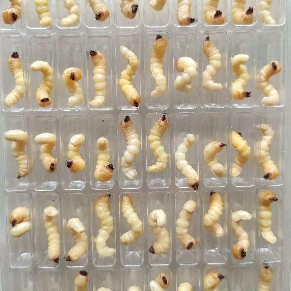 柴虫活虫鸟食斗鸟比赛提性松树虫天牛幼虫斗米虫大头小头柴虫鸟食