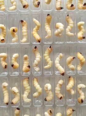 柴虫活虫鸟食斗鸟比赛提性松树虫天牛幼虫斗米虫大头小头柴虫鸟食