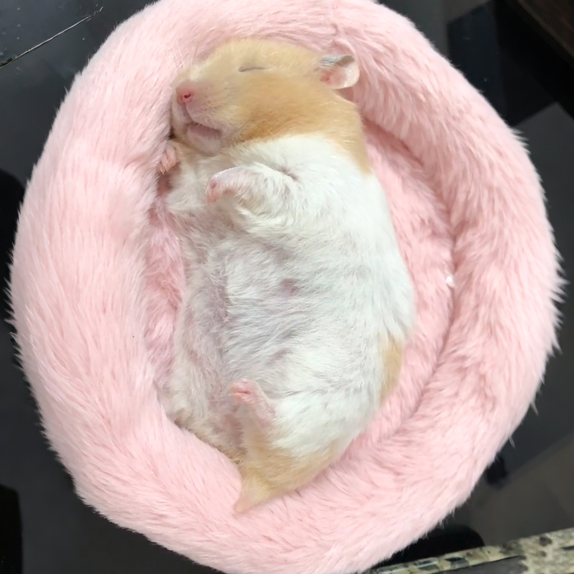 金丝熊仓鼠窝冬季保暖北极绒棉窝刺猬蜜袋鼯龙猫隔凉圆形睡垫沙发