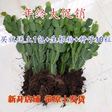 盆栽嫁接双层三层的仙人掌蟹爪兰1