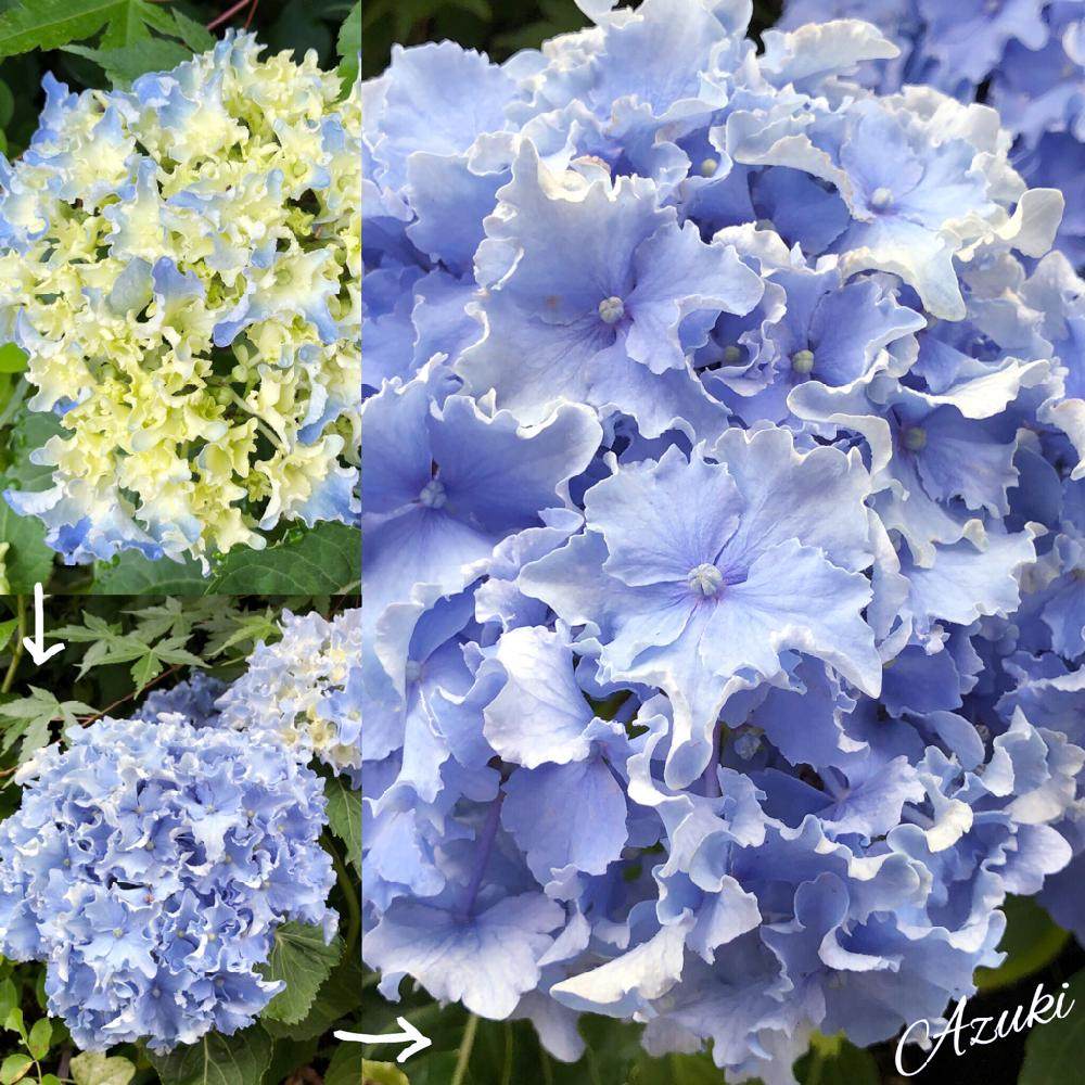 绣球一加仑,鲜花速递/花卉仿真/绿植园艺,绣球/木绣球/木本植物,淘宝优惠券,粉丝福利购,淘宝优惠卷