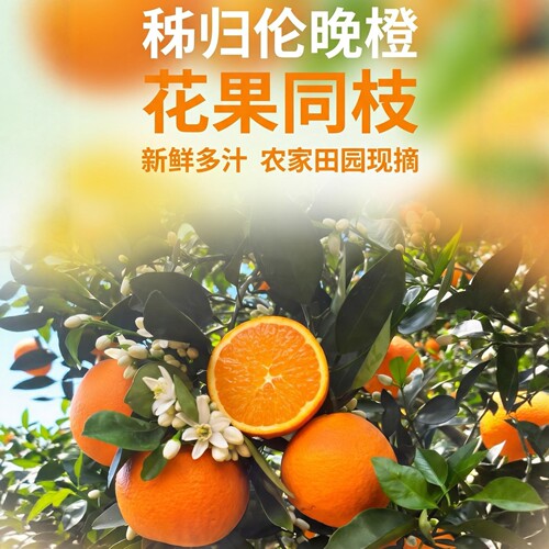 湖北秭归伦晚脐橙当季现摘整箱