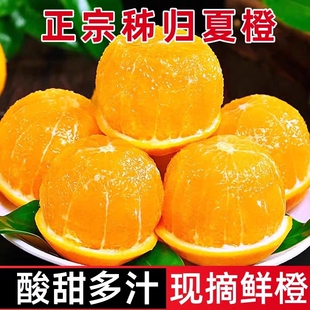 正宗湖北秭归夏橙5斤当季新鲜水果孕妇大果橙榨汁冰糖果冻橙包邮
