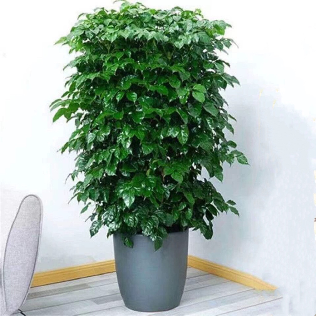 幸福树盆栽室内客厅绿植净化空气美化观叶绿植盆栽时尚简约欧美风