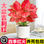 特级吉利红盆栽如意皇后绿植物室内桌面花卉水培四季 红火招财盆景
