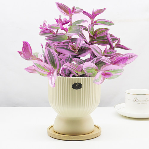 油画婚礼吊兰顺丰包邮