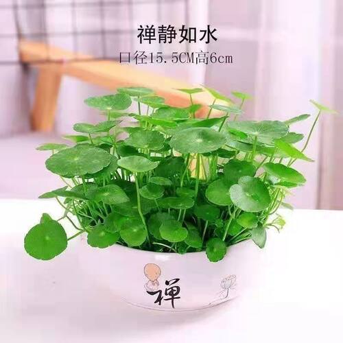 带叶铜钱草水培盆栽植物室内