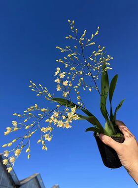 水培植物文心兰梦香室内桌面盆