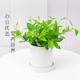 钻石翡翠盆栽白脉椒草垂吊兰植物办公室内好养除甲醛净化空气绿植