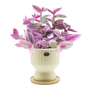 婚礼油画吊兰盆栽兰锦紫兰露阳台室内办公桌水培植物好养绿植花卉