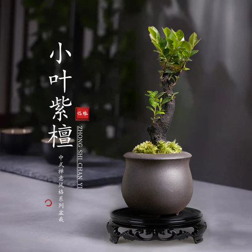 小叶紫檀盆景植物栽室内办公茶