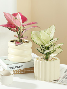 白如意绿植物盆栽室内水培吉利红皇后四季耐寒好养小盆景花卉摆件