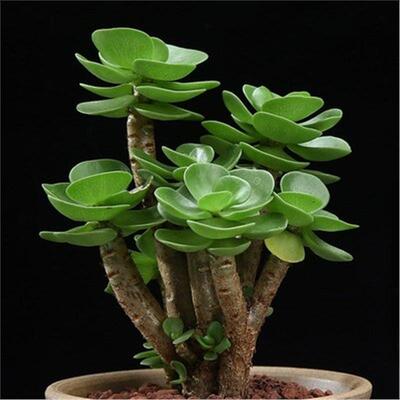 金钱木老桩办公室多肉植物