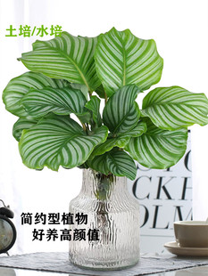 水培青苹果竹芋植物室内客厅水养盆栽办公室桌面四季好养观叶绿植