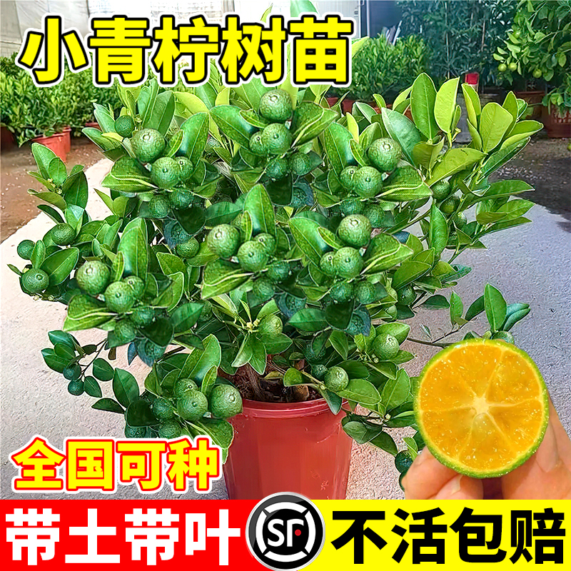 海南小青柠树苗带果香水檬