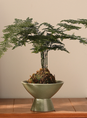 苔藓球文竹盆栽陶瓷花托盘
