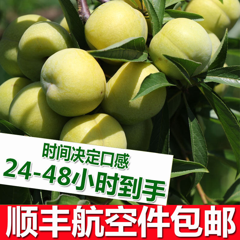 Shunfeng Air transport Guizhou fresh Plum 5 Jiang pregnant woman fruit Crisp Sichuan Province hollowin the Aquatic meat/Fresh fruits and vegetables/Cooked , Fresh fruit , Plums  category - from Buy2taobao.com to provide professional Taobao agent buy service
