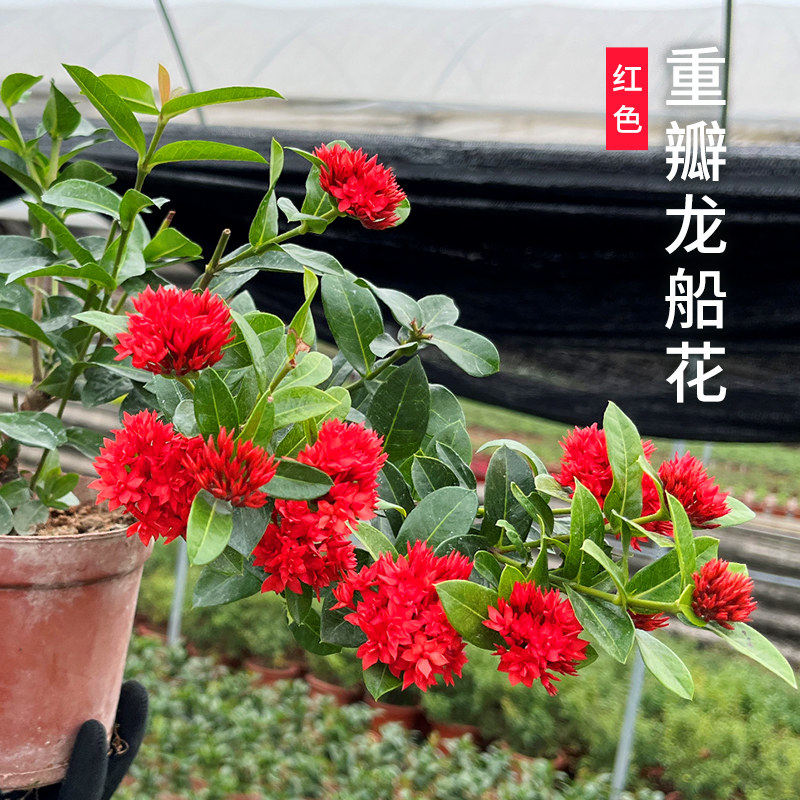 水绣球姬小叶龙船花苗植物盆栽庭院阳台办公桌窗台好养花卉绿植