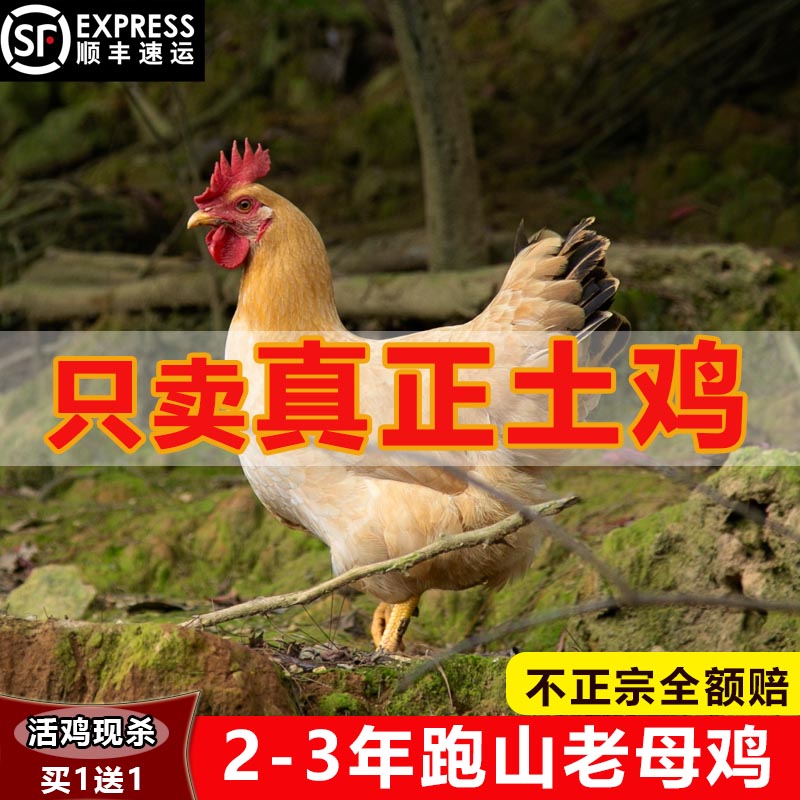 正宗高山放养农家散养土鸡老母鸡