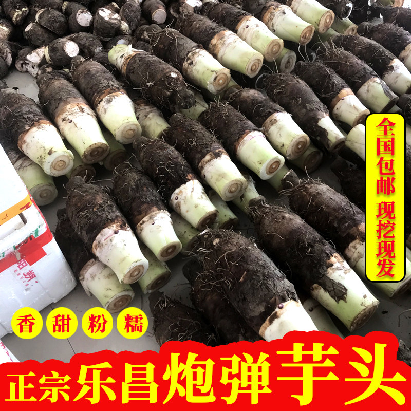 特大乐昌张溪香芋炮弹芋头现挖新鲜蔬菜粉糯香甜槟榔芋广东土特产