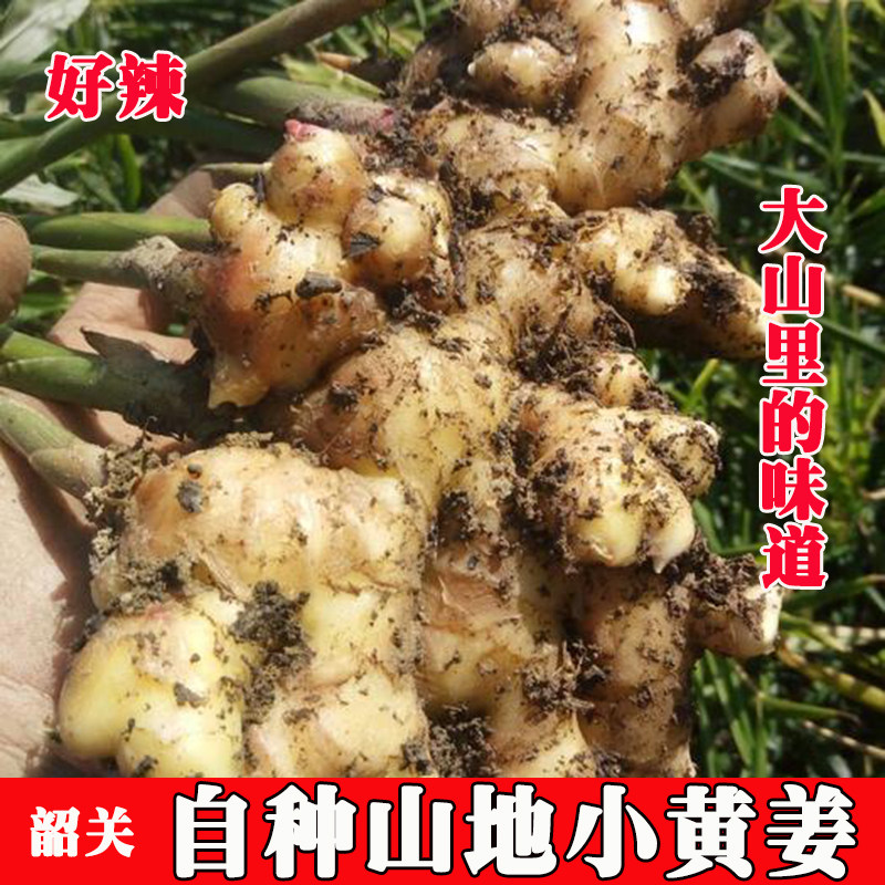 小黄姜老姜味浓现货速发