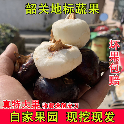 特大果乐昌北乡马蹄荸荠脆甜无渣