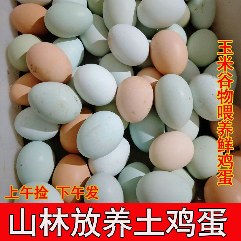 粤北高山放养散养土鸡蛋农家自养