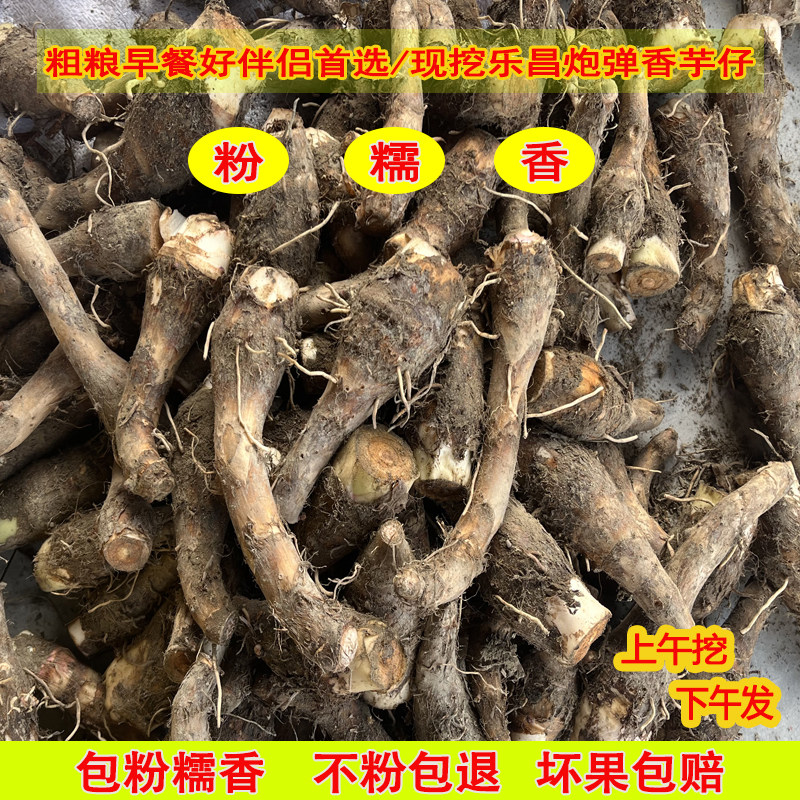 韶关乐昌炮弹芋头仔小香芋仔新鲜现挖蔬菜农家自种粉糯香甜槟榔芋
