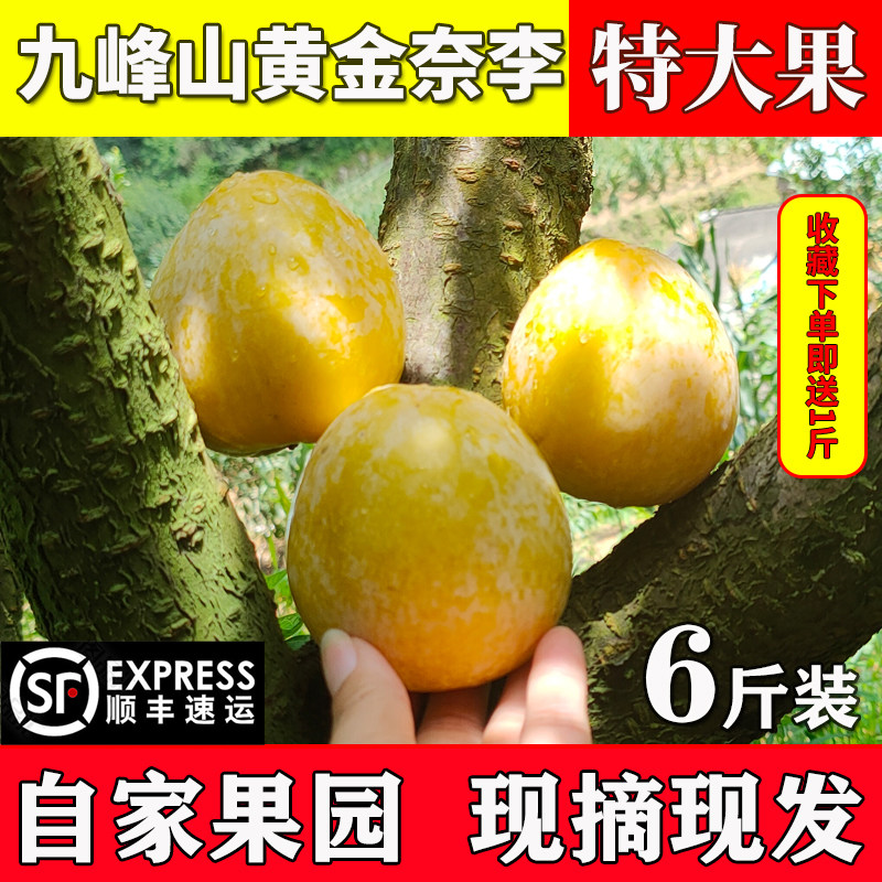 精选特大果韶关乐昌九峰山黄金奈李子新鲜现摘冰糖蜂蜜脱骨子孕妇