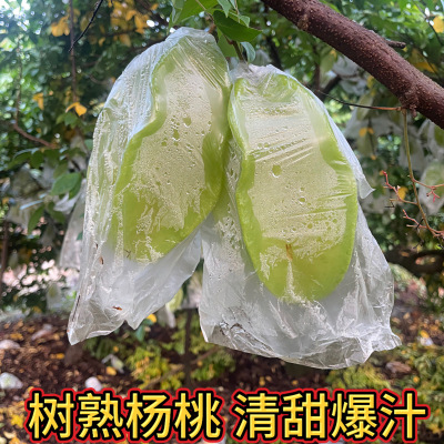 2026树熟甜杨桃5斤水果当季整箱洋桃鲜果新鲜扬桃
