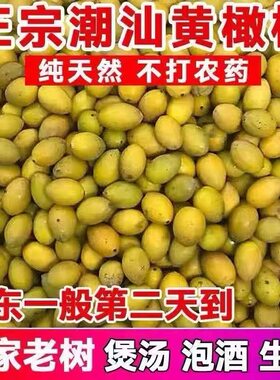 2026当季黄橄榄新鲜生吃泡酒煲汤料制作南姜橄揽菜原料潮汕特产