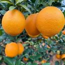 包邮 正宗江西赣南脐橙含箱5斤装 果园现采直发新鲜橙子爆汁脐橙