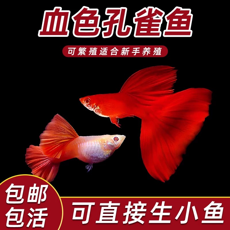 全红孔雀观赏鱼好繁殖