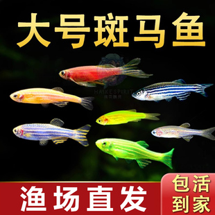 斑马鱼灯科鱼大号活体淡水新练手好养红绿灯小型热带观赏金鱼苗