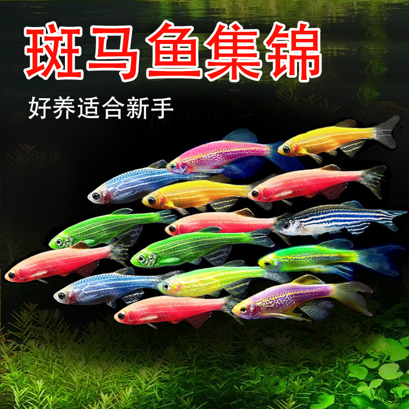 红斑马鱼热带观赏鱼淡水好养小鱼红绿灯科宝莲灯鱼小型彩群接吻鱼_虎窝淘