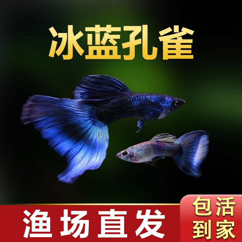 冰蓝孔雀鱼纯种观赏鱼好养耐活
