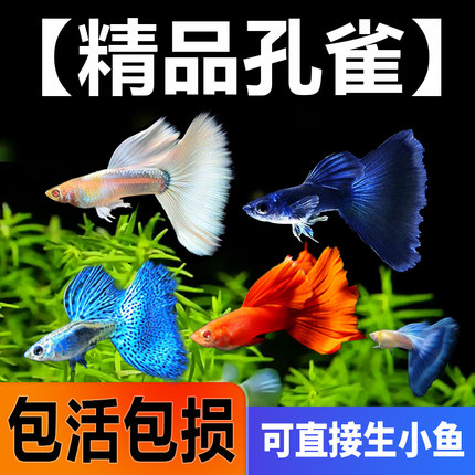 孔雀鱼鱼苗观赏鱼活体金鱼热带小型淡水好养耐活斑马凤尾小鱼